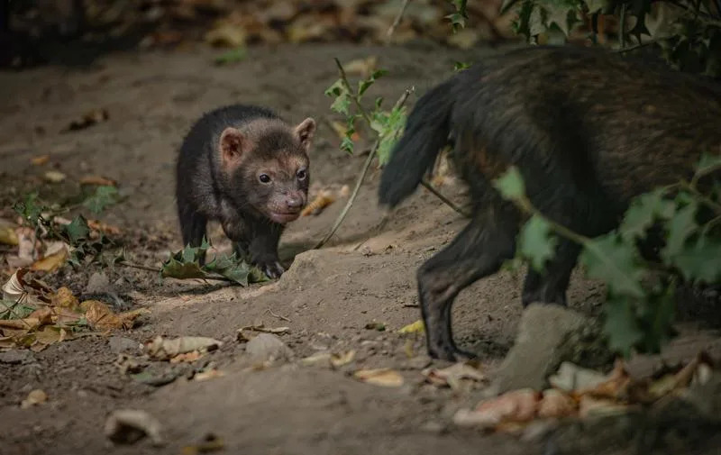 Pet Štenaca Bush-Dogova Rođeno U Chester Zoo — Mladunci 'Cvrkuću' Kao Ptice
