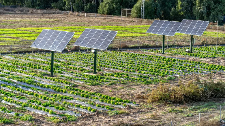 Agrivoltaika Pruža Hlađenje Radnicima i Veće Prineose — Solarni Paneli Iznad Njiva Prave Razliku