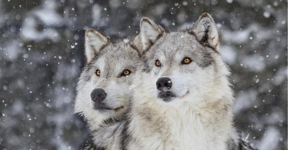 Watch: Colorado Releases Wolves Back Into the Rockies After Decades Away