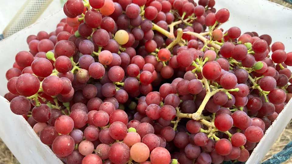 Ranija berba i investicije: Crouch Valley postaje novo srce engleskog vinarstva