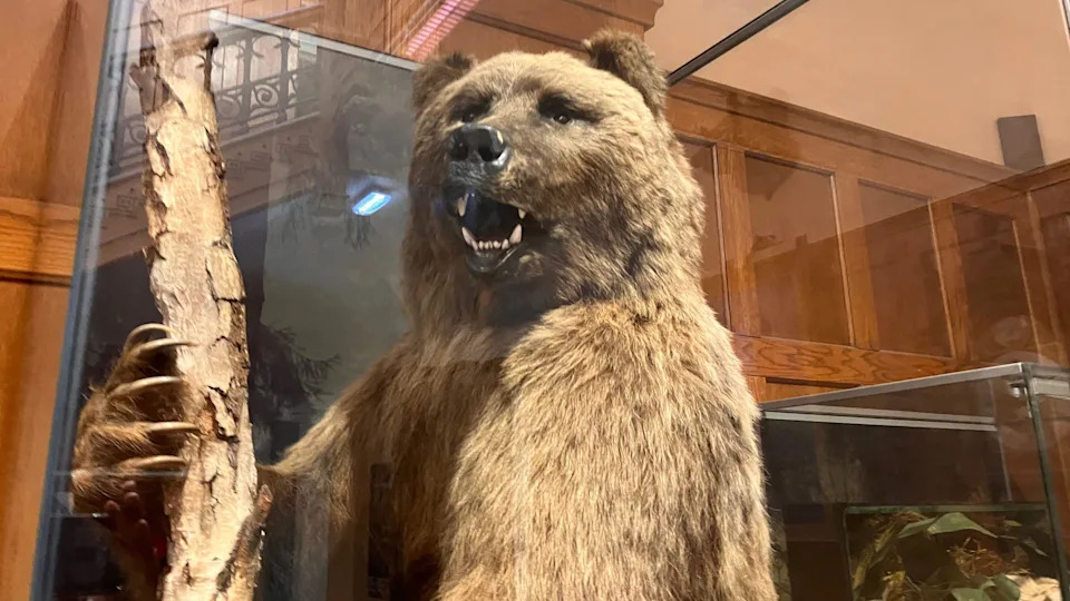 How Boris the Museum Bear’s 120-Year-Old Fur Is Helping Solve Wildlife Crime