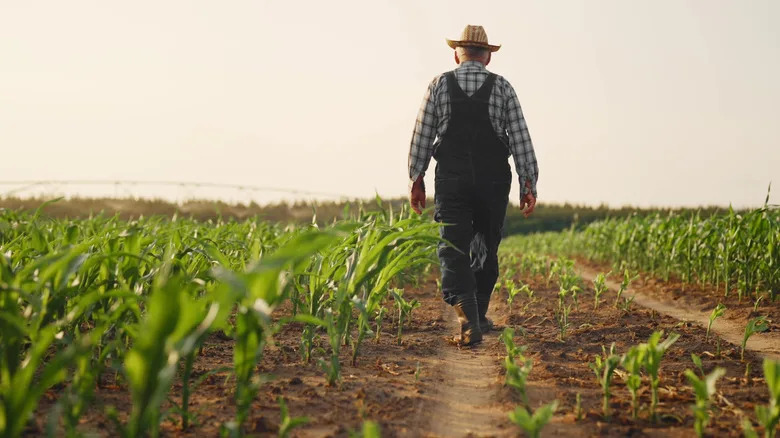 Pennsylvania Farmer Rejects Nearly $16M Offer for AI Data Center — Chooses Conservation