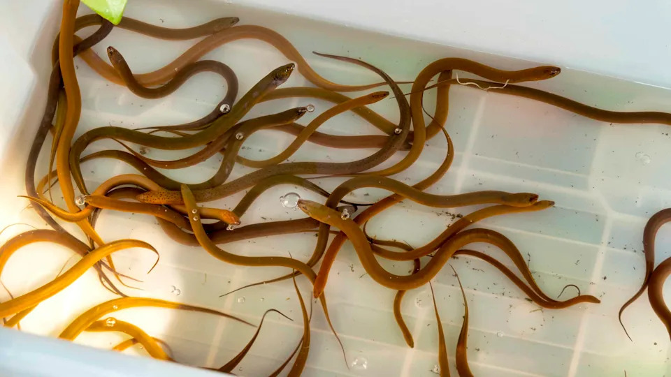 Hidden Invader: Asian Swamp Eel Rapidly Spreading Across Florida Wetlands