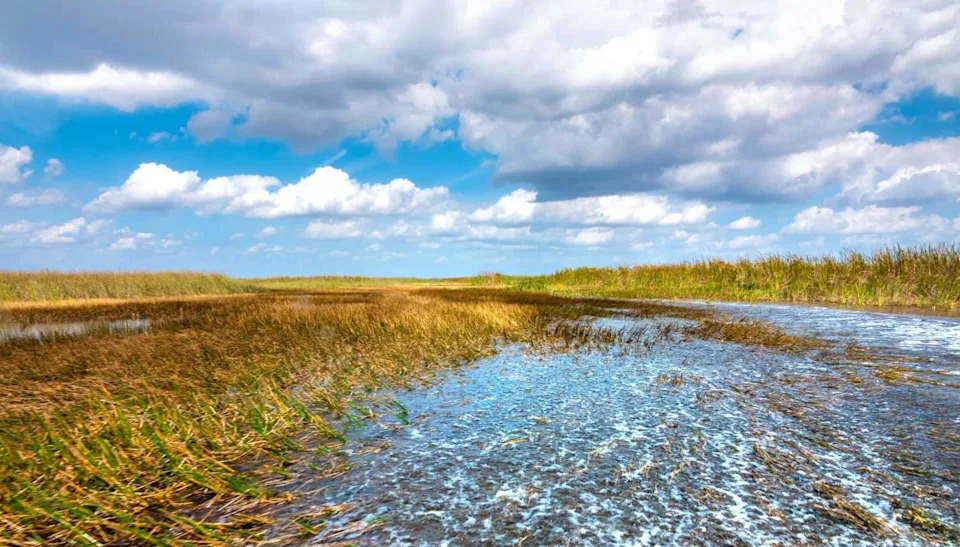 Hidden Invader: Asian Swamp Eel Rapidly Spreading Across Florida Wetlands
