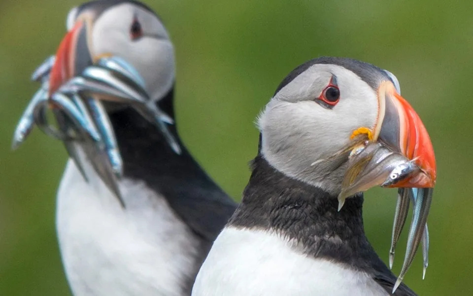Puffin Numbers Plunge ~30% On Isle of May After Marine Heatwaves And Intense Storms