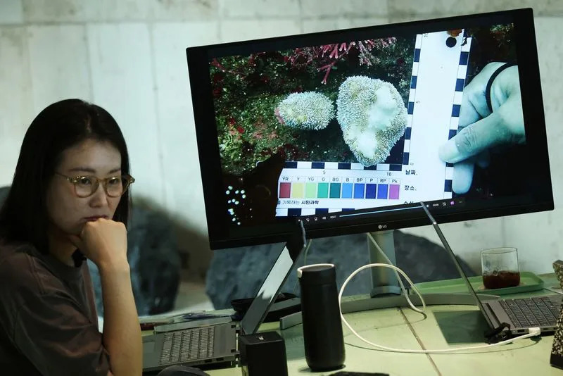 Alarm Na Jejuu: 'Propadanje' Mekih Korala Preti Morskom Ekosistemu