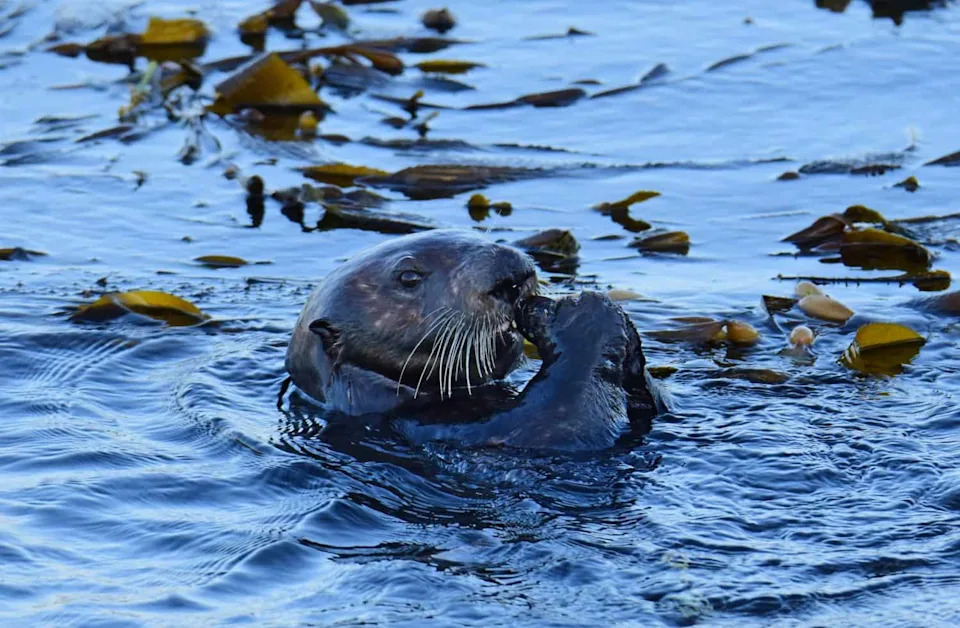 How Sea Otters Save Kelp Forests — And Why Their Return Matters