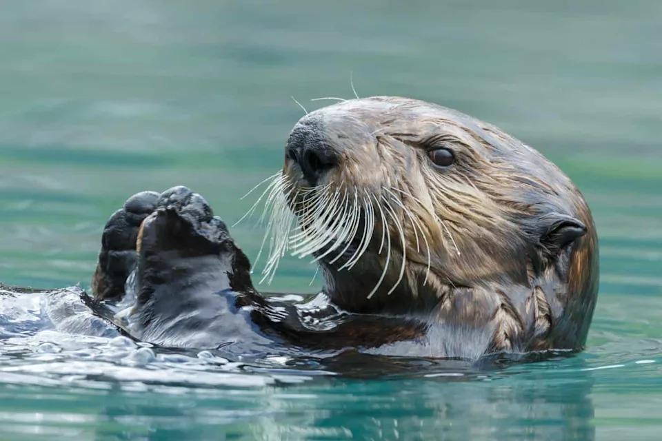 How Sea Otters Save Kelp Forests — And Why Their Return Matters