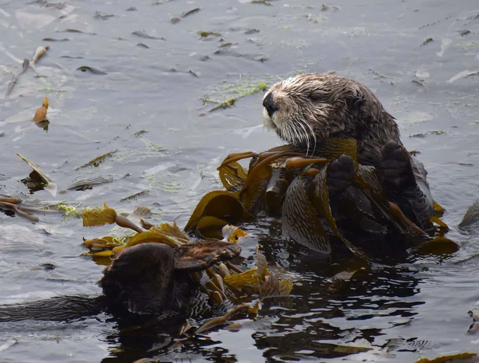 How Sea Otters Save Kelp Forests — And Why Their Return Matters