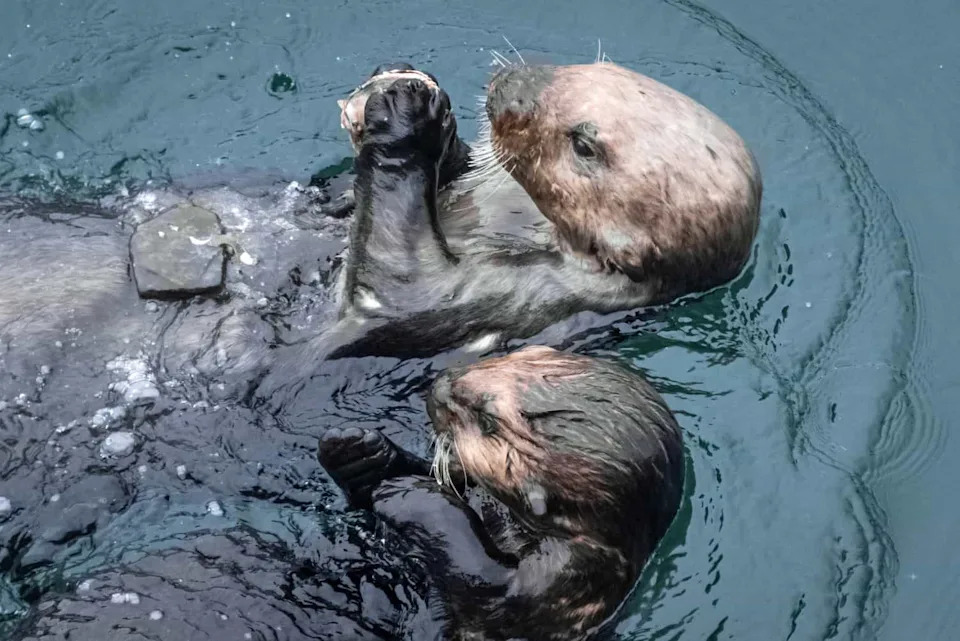 How Sea Otters Save Kelp Forests — And Why Their Return Matters