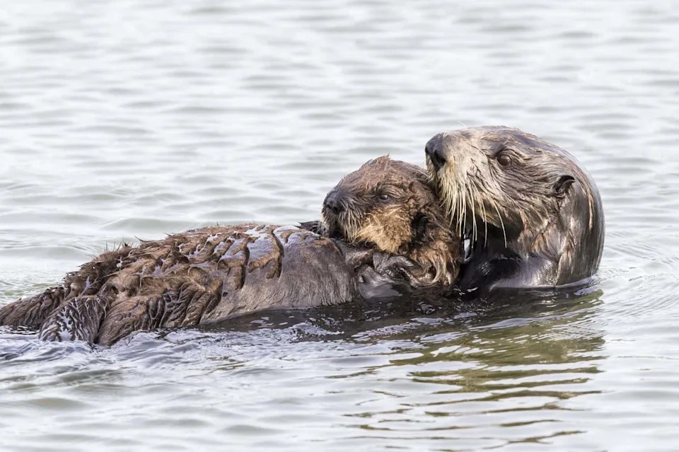 How Sea Otters Save Kelp Forests — And Why Their Return Matters