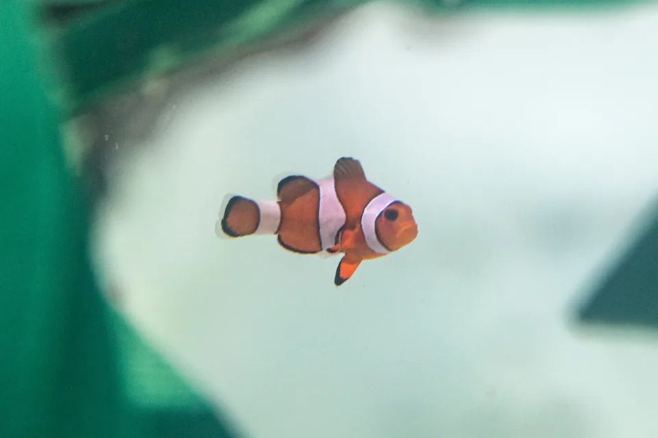 Skoro 500 Životinja Zaplenjenih Krijumčarima Stiglo u Aquarium of the Pacific