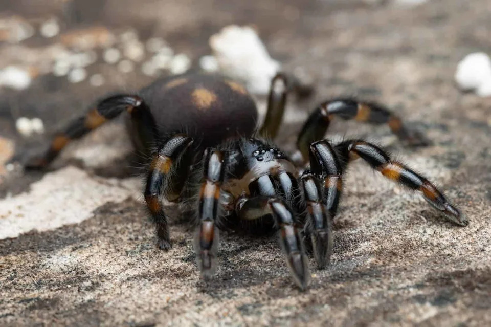 New Spider Species Hexura vandal Found Only in One Idaho Forest — Hidden in Plain Sight