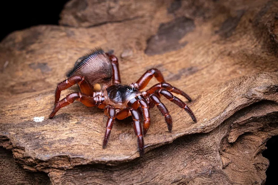 New Spider Species Hexura vandal Found Only in One Idaho Forest — Hidden in Plain Sight