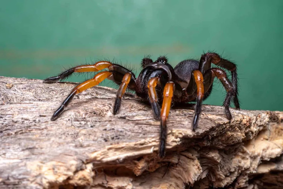 New Spider Species Hexura vandal Found Only in One Idaho Forest — Hidden in Plain Sight