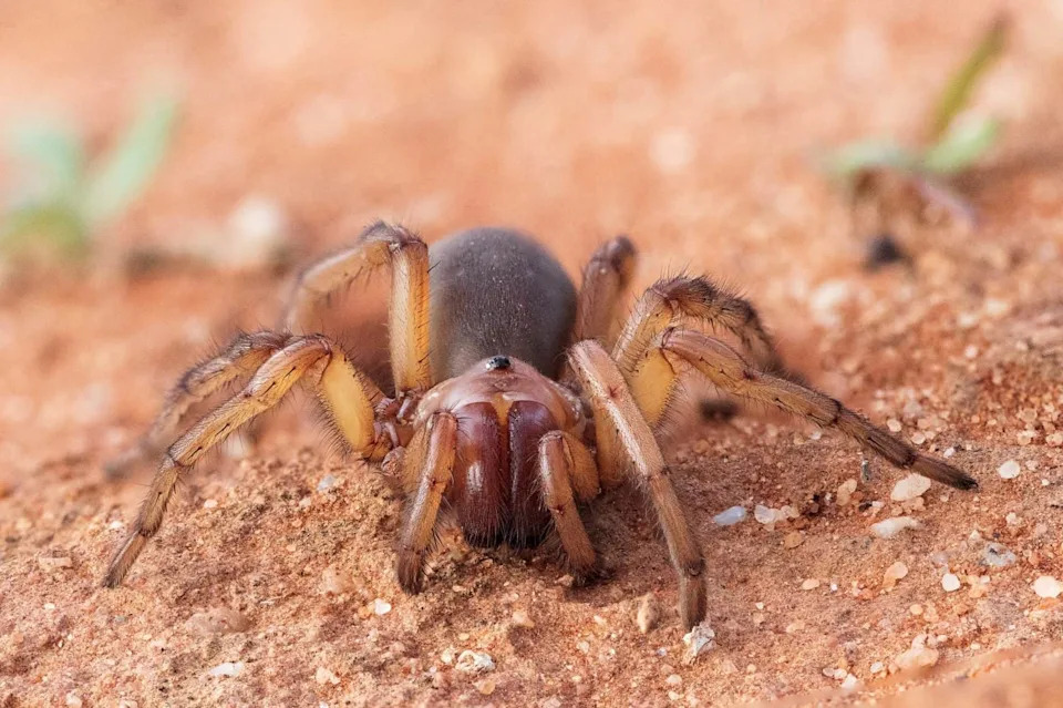 New Spider Species Hexura vandal Found Only in One Idaho Forest — Hidden in Plain Sight