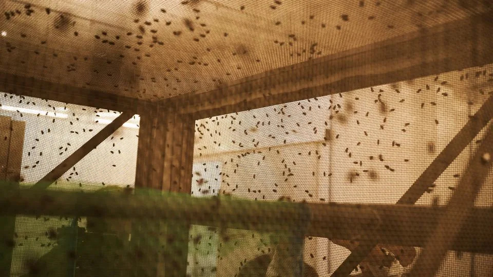 A Billion Sterile Flies Released — Can Production Keep Up With the Screwworm Threat?