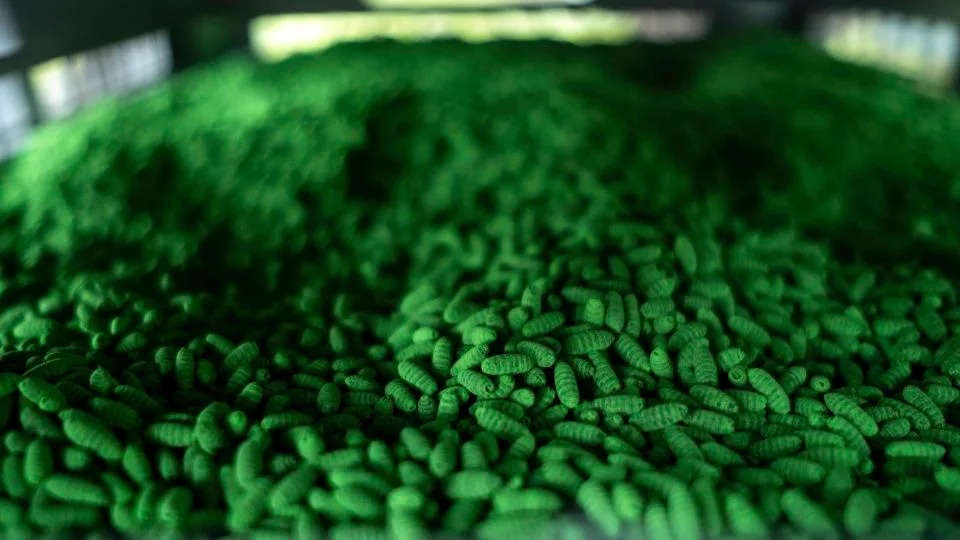 A Billion Sterile Flies Released — Can Production Keep Up With the Screwworm Threat?