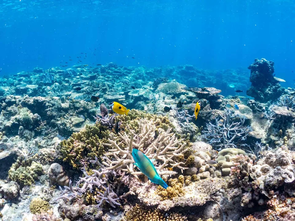 Mala Riba, Veliki Efekat: Žutorepasti Damselfish Ubrzavaju Zarastanje Korala Do 55%