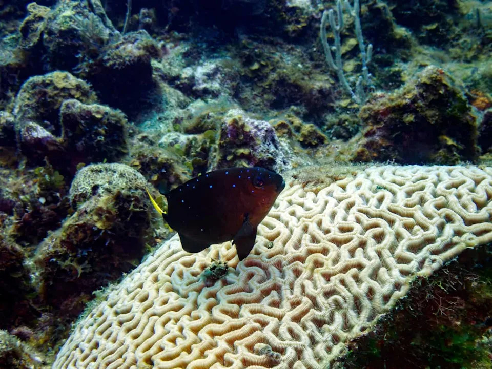 Mala Riba, Veliki Efekat: Žutorepasti Damselfish Ubrzavaju Zarastanje Korala Do 55%