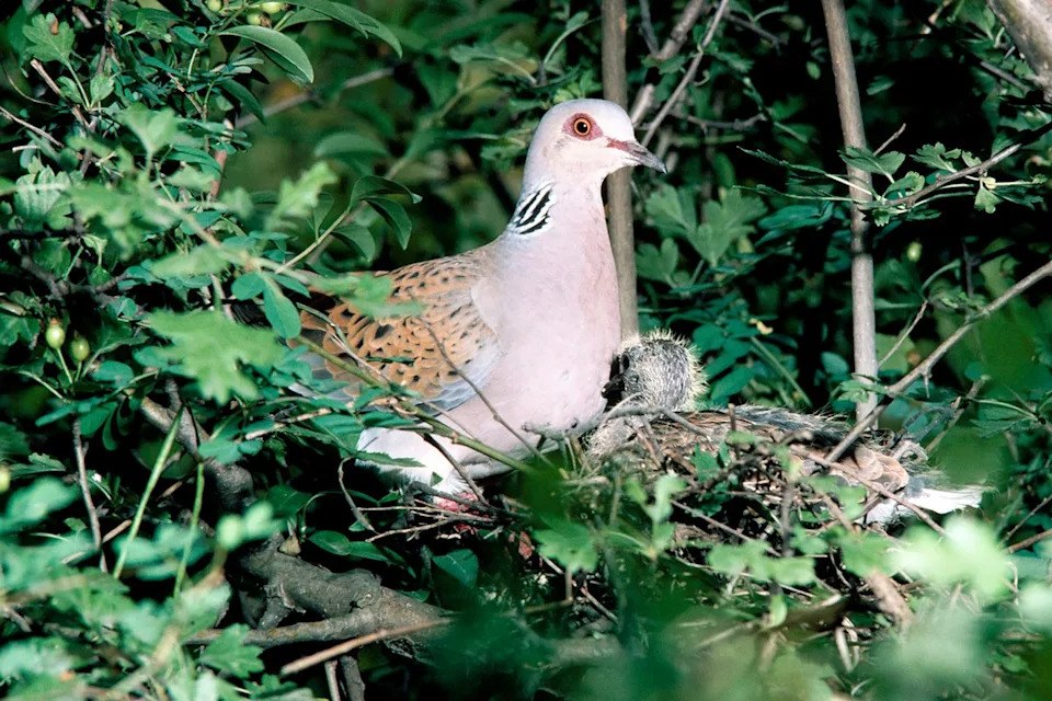 Conservationists Release 30 Turtle Doves in Hampshire as Population Plummets to 2% of 1960s Levels