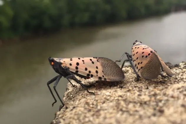 Spotted Lanternflies Confirmed In 22 States And D.C.: 'They're Here To Stay' — What To Know