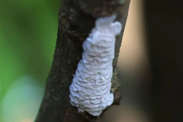 Spotted Lanternflies Confirmed In 22 States And D.C.: 'They're Here To Stay' — What To Know