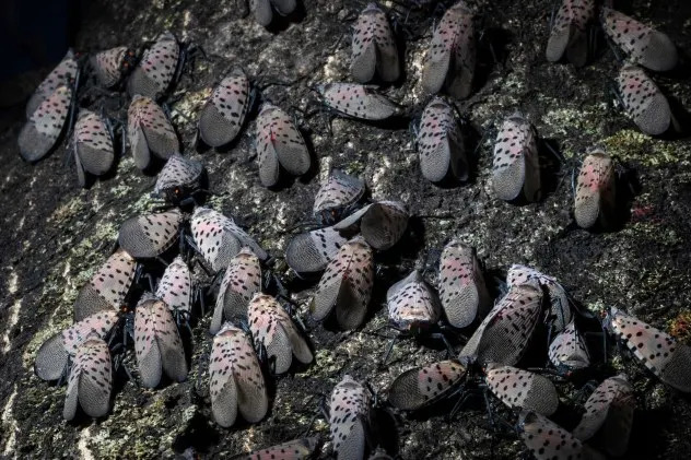 Spotted Lanternflies Confirmed In 22 States And D.C.: 'They're Here To Stay' — What To Know