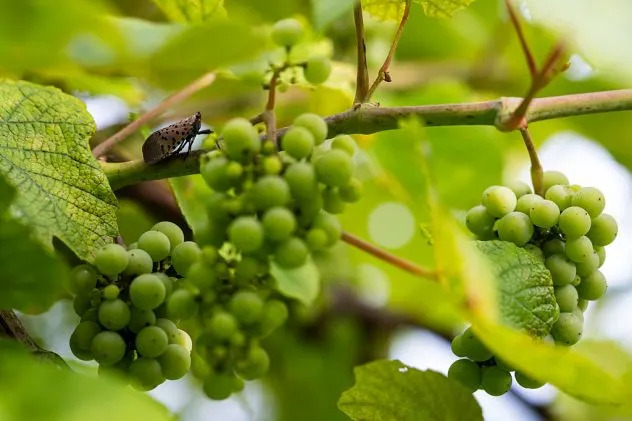 Spotted Lanternflies Confirmed In 22 States And D.C.: 'They're Here To Stay' — What To Know