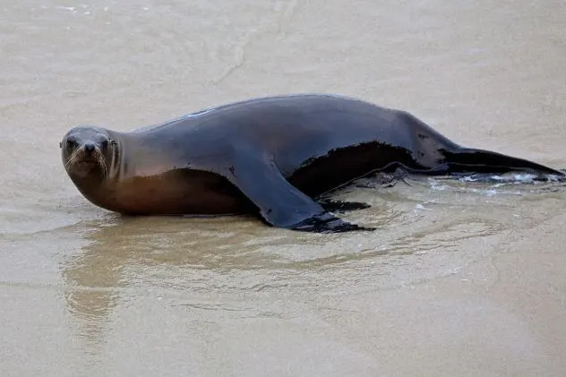 Surge in Domoic Acid Poisoning: Over 100 California Sea Lions Rescued This Year