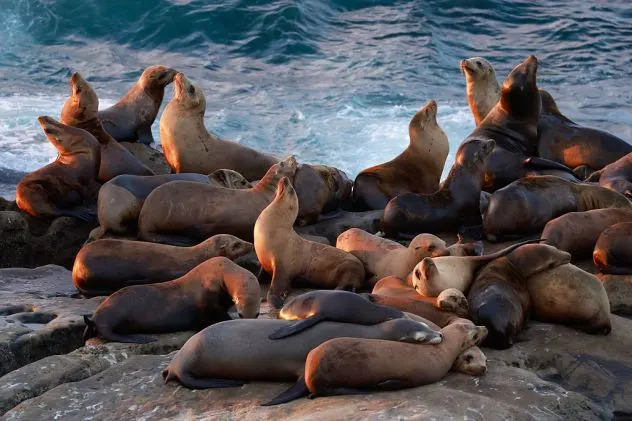 Surge in Domoic Acid Poisoning: Over 100 California Sea Lions Rescued This Year