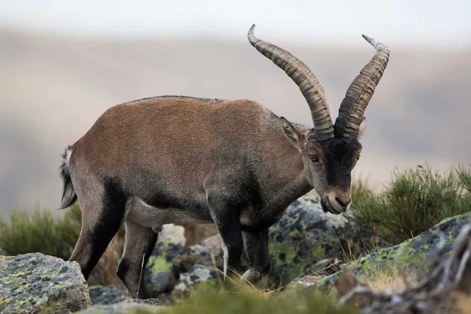 The Ibex That Died Twice: How the Pyrenean Bucardo Was Cloned — And Failed To Survive