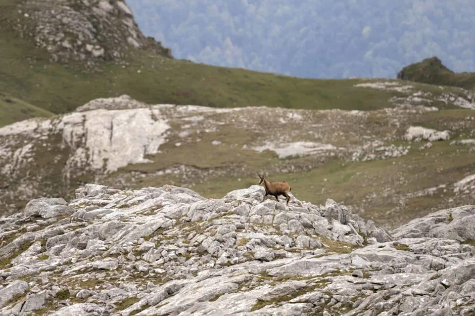 The Ibex That Died Twice: How the Pyrenean Bucardo Was Cloned — And Failed To Survive