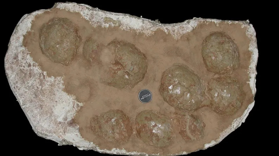 Fosilizovana jaja najvećih dinosara otkrivena na 55–60° južno — titanosauri su gnezdili na visokim širinama
