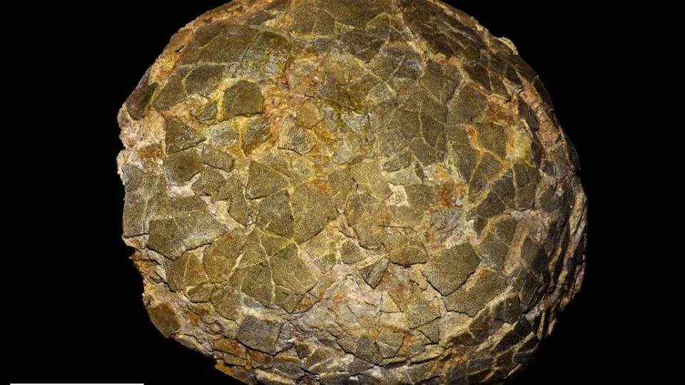 Fosilizovana jaja najvećih dinosara otkrivena na 55–60° južno — titanosauri su gnezdili na visokim širinama