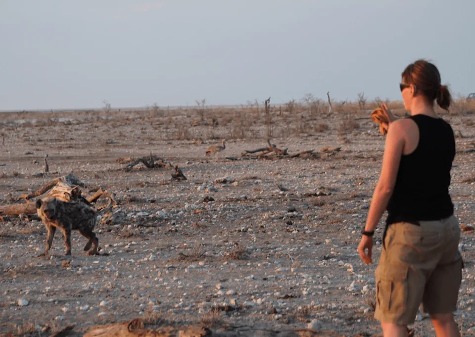 New GPS Study Shows Male Lions Often Track Hyenas, Challenging Long‑Held Assumptions