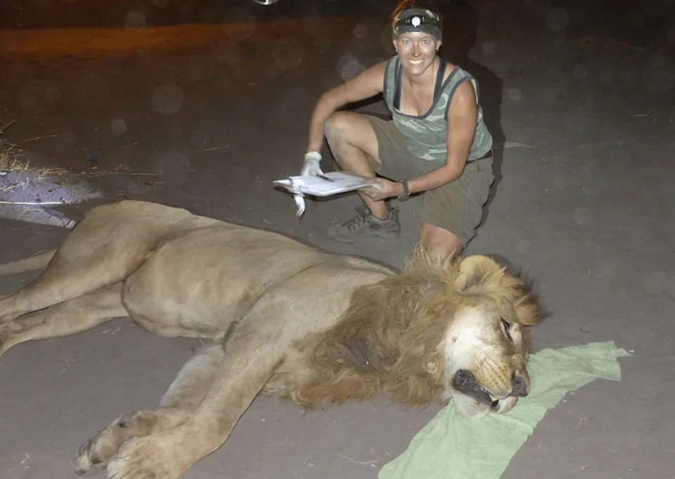 New GPS Study Shows Male Lions Often Track Hyenas, Challenging Long‑Held Assumptions