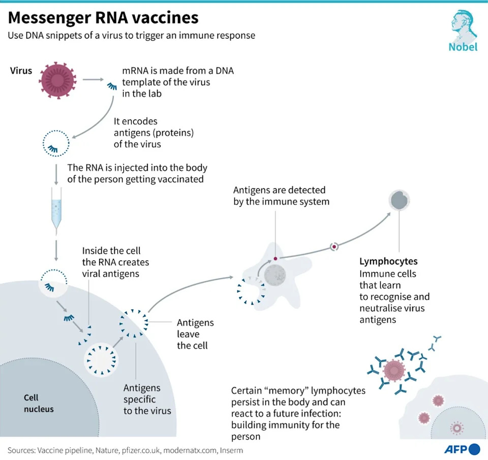 Penguin Vaccination on Phillip Island Prompts False mRNA Claims — Vaccine Is An Inactivated ‘Killed Virus’ Product