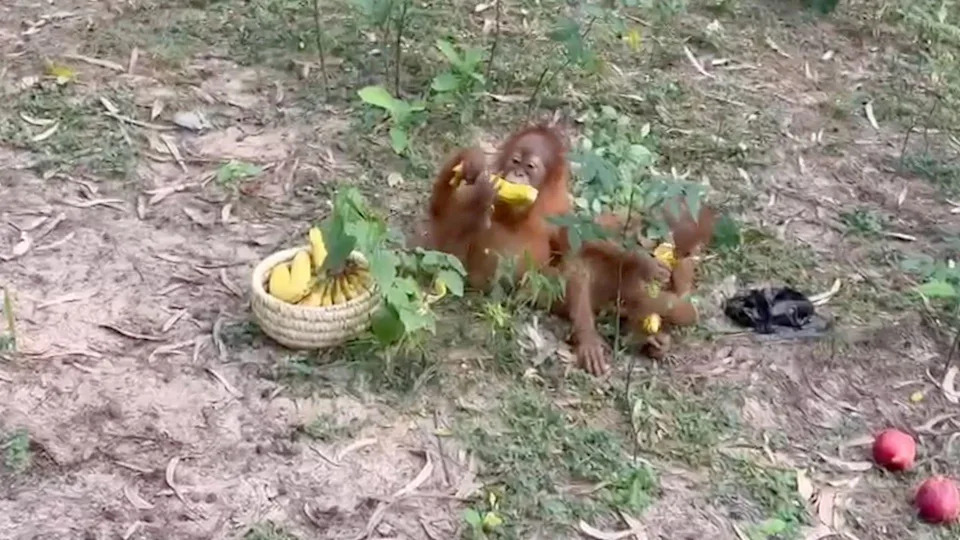 Five Baby Orangutans Discovered in Odisha Forest Spark International Trafficking Probe