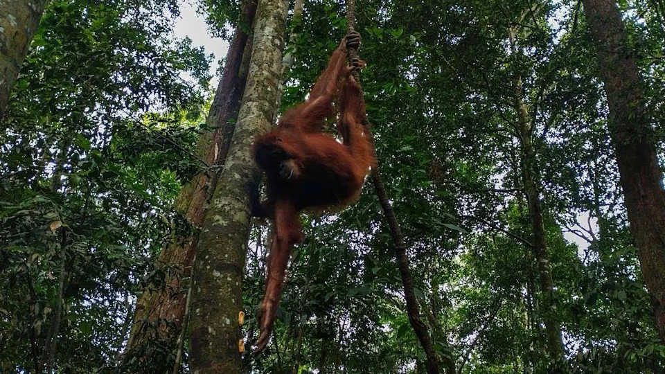 Five Baby Orangutans Discovered in Odisha Forest Spark International Trafficking Probe
