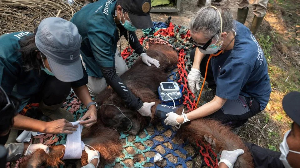 Super El Niño Ponovo Pogoršava Požare U Indoneziji — Gust Dim, Uništene Močvare I Milioni Tona Ugljenika