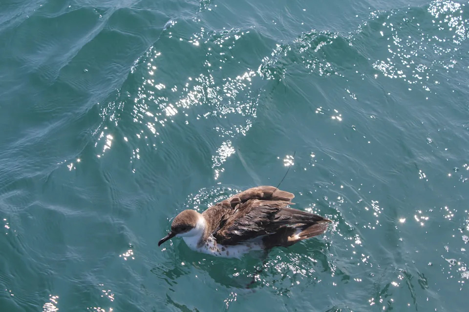 ‘Birds Supporting Birds’: Philadelphia Eagles Fund Satellite Tagging of Migratory Shearwaters