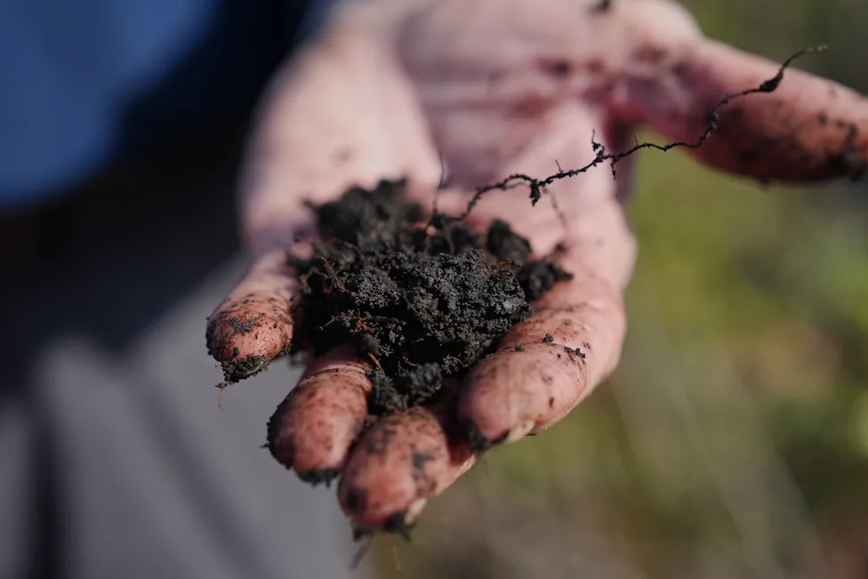 Racing To Rewet 'Black Gold': Restoring North Carolina's Peatlands Before They Burn