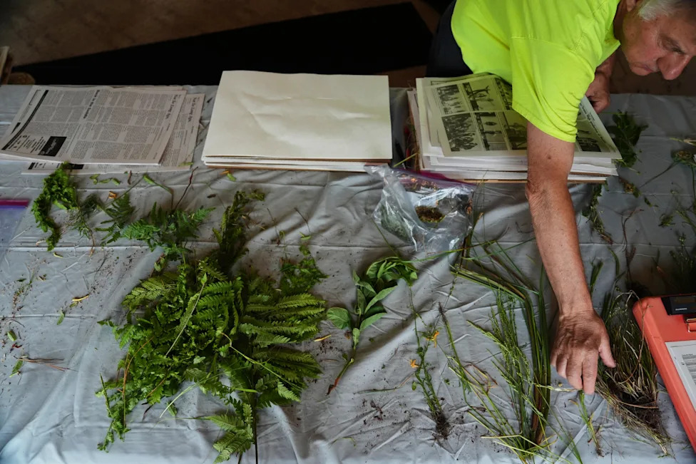 Racing To Rewet 'Black Gold': Restoring North Carolina's Peatlands Before They Burn