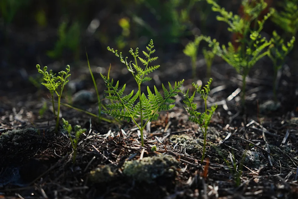 Racing To Rewet 'Black Gold': Restoring North Carolina's Peatlands Before They Burn