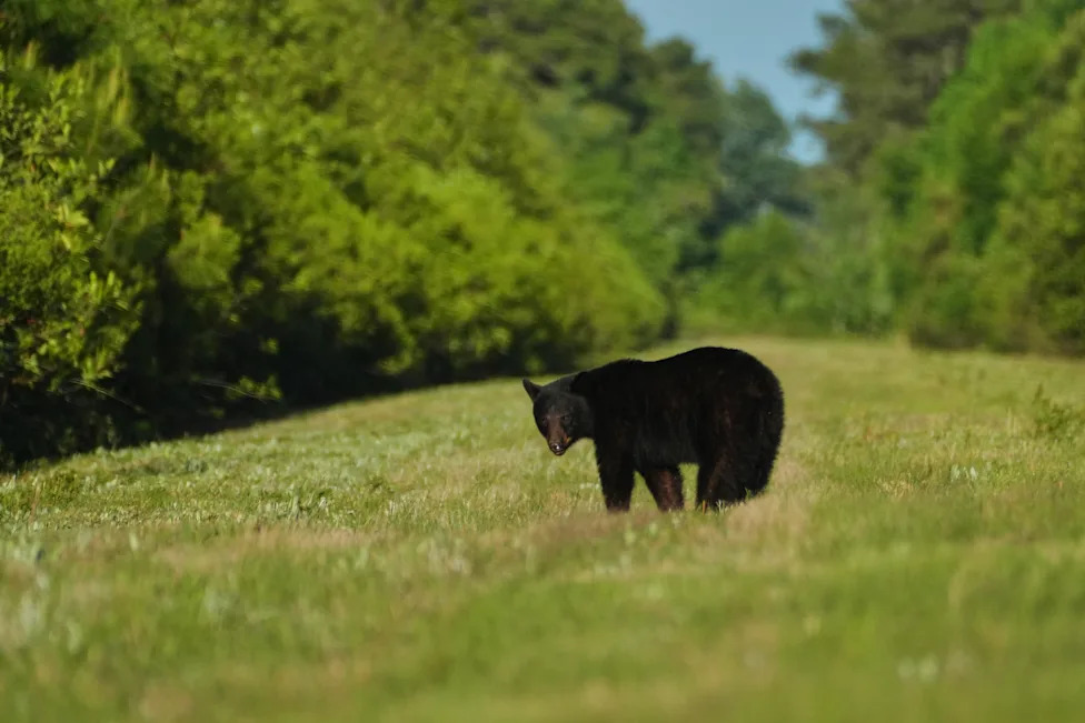 Racing To Rewet 'Black Gold': Restoring North Carolina's Peatlands Before They Burn