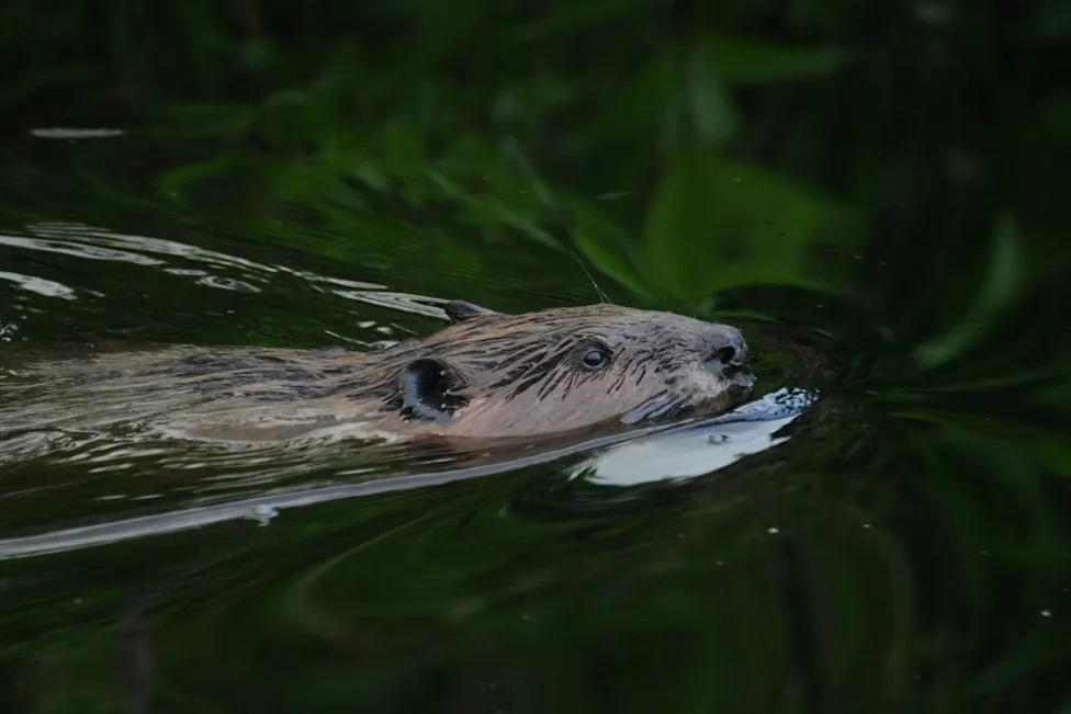 Racing To Rewet 'Black Gold': Restoring North Carolina's Peatlands Before They Burn