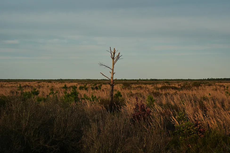 Racing To Rewet 'Black Gold': Restoring North Carolina's Peatlands Before They Burn