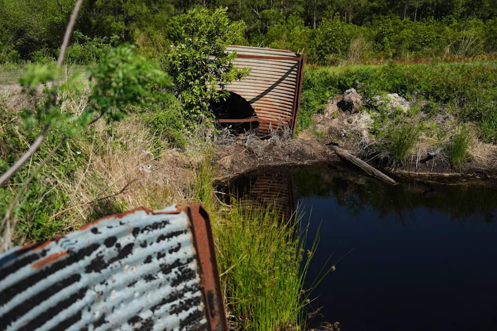 Racing To Rewet 'Black Gold': Restoring North Carolina's Peatlands Before They Burn