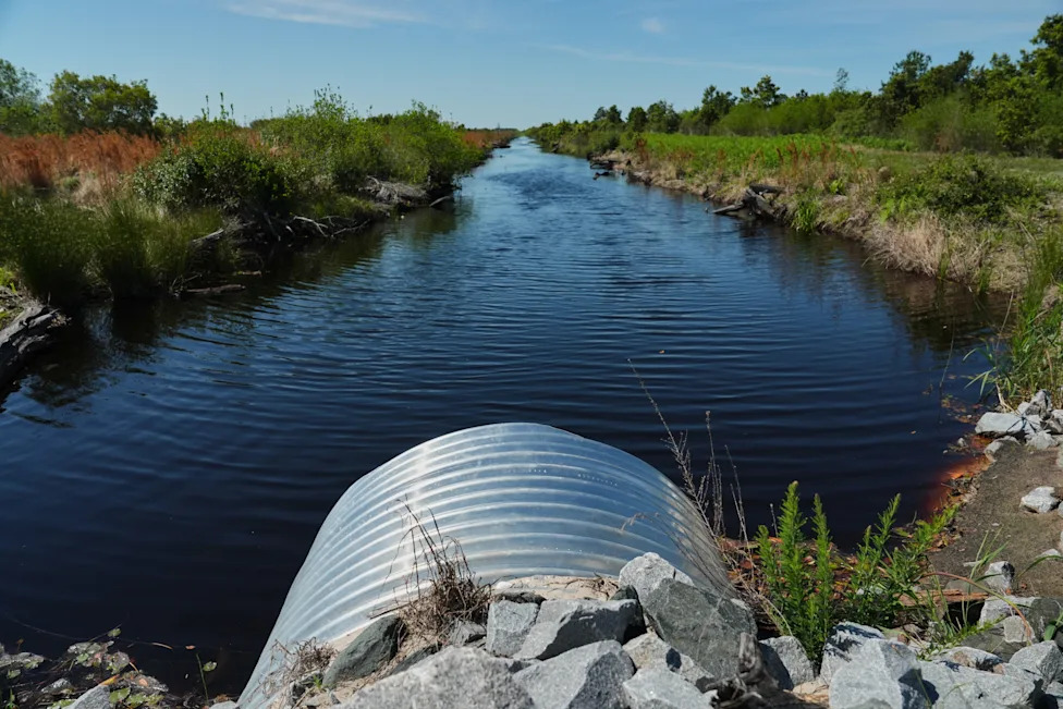 Racing To Rewet 'Black Gold': Restoring North Carolina's Peatlands Before They Burn